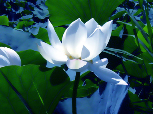 父亲，我的至爱！照片