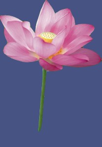 彭素芳照片