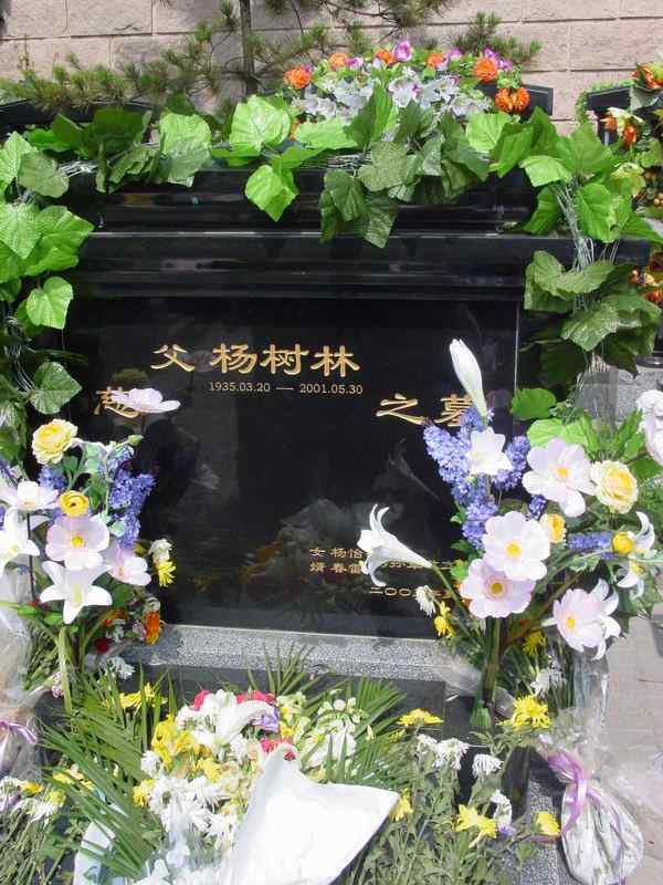 杨树林照片